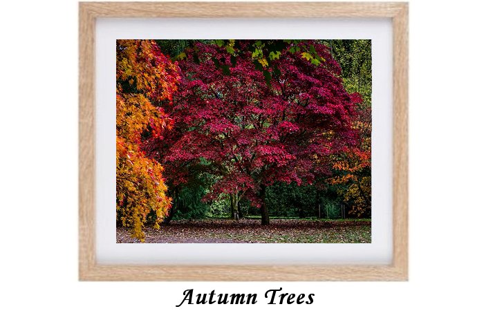 Autumn Trees And Foilage Print